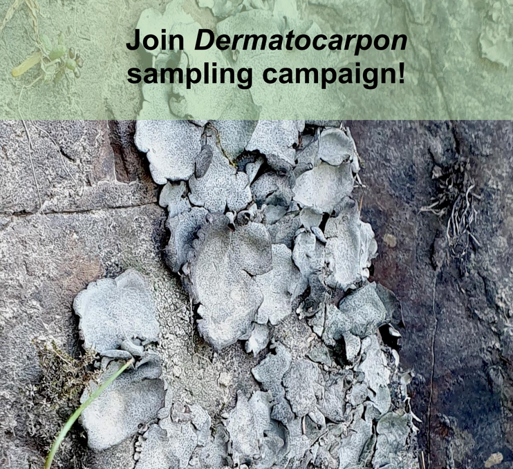 Read more Dermatocarpon – FunDive
