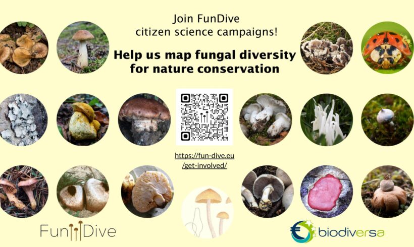 FunDive 2025 sampling season has just started